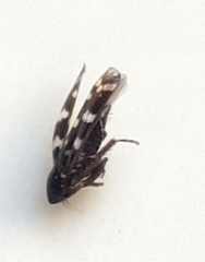 Anoscopus