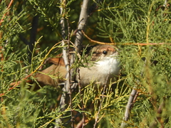 Tarphonomus certhioides