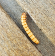 Selatosomus aeneus