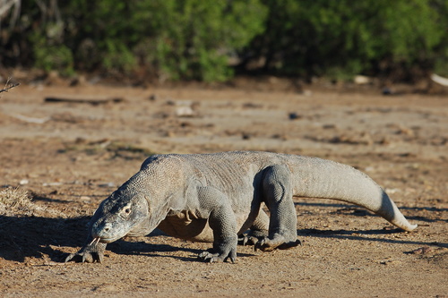Komodo Dragon — seen at this dive site