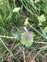 Lamium amplexicaule