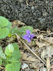 Viola sororia