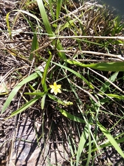 Hypoxis angustifolia