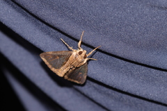 Ercheia