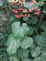 Clerodendrum paniculatum