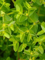 Euphorbia peplus