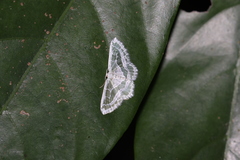 Pseudeuchlora kafebera