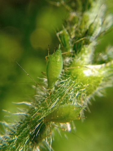 Macrosiphum gei