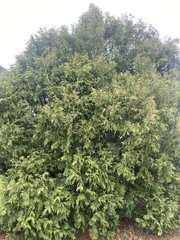Thuja occidentalis