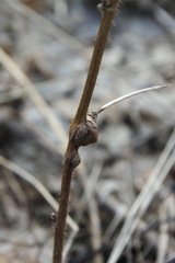 Lasioptera rubi