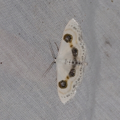 Problepsis eucircota