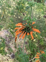Leonotis nepetifolia