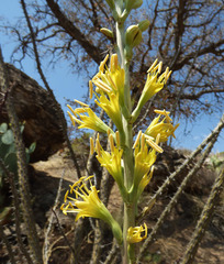 Agave schottii