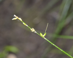 Stellulatae