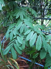 Millettia pachycarpa