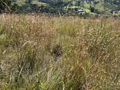 Monocymbium ceresiiforme