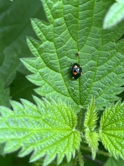Harmonia axyridis