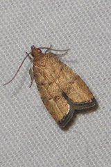 Psilocorsis cryptolechiella