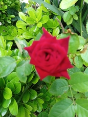 Rosa