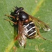 White-barred Peat Hoverfly - Photo (c) Jakob Fahr, some rights reserved (CC BY-NC), uploaded by Jakob Fahr
