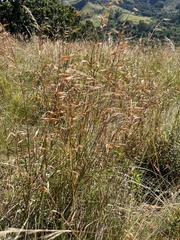 Monocymbium ceresiiforme