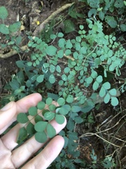 Indigofera micrantha