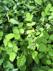 Rosa multiflora