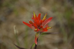 Castilleja purpurascens