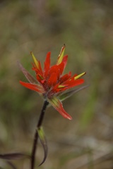 Castilleja purpurascens