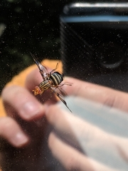 Idana marginata