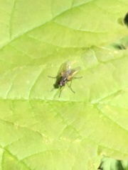 Musca domestica
