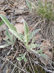 Psephellus sibiricus