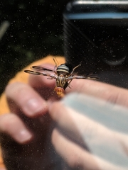 Idana marginata