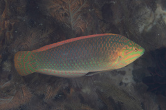 Halichoeres solorensis