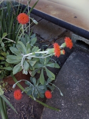 Kleinia fulgens