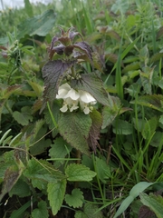 Lamium album