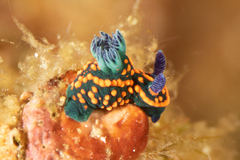 Nembrotha
