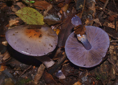 Cortinarius taylorianus