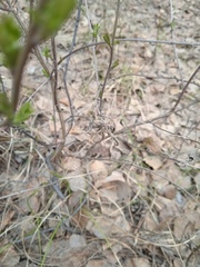 Chamaecytisus ruthenicus