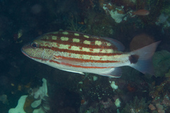 Lutjanus decussatus