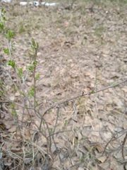 Chamaecytisus ruthenicus