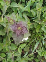 Lamium album