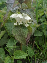 Lamium album
