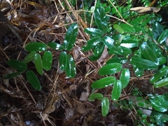 Cryptolepis sinensis