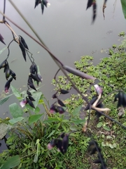 Thalia geniculata