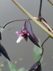 Thalia geniculata