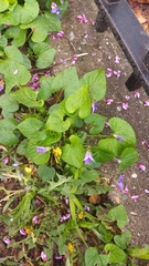 Viola