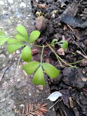 Corydalis intermedia
