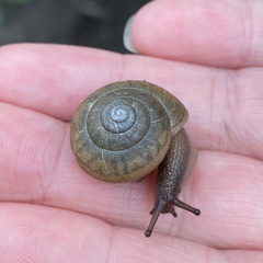 Webbhelix multilineata