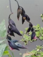 Thalia geniculata